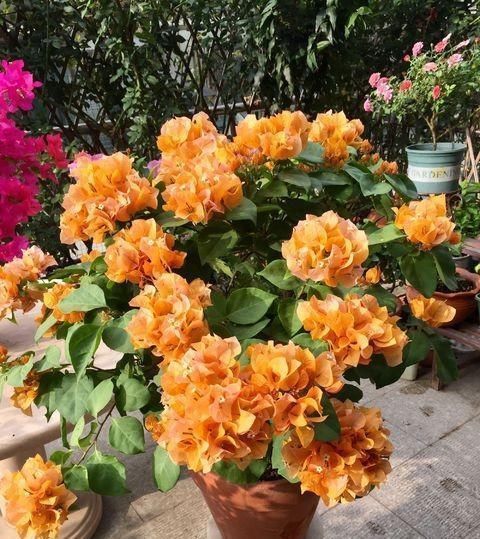 给三角梅修剪，记住“时间点”，开成大花团，真正的“开花机器”