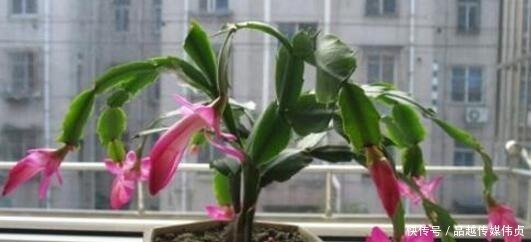 园土|蟹爪兰用“它”养,长出“钢片”叶,又硬又绿,再也不会“软”!