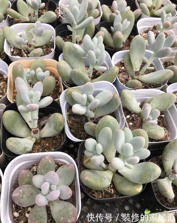 只需要一个简单的动作,就能让你徒长了的多肉变美,变胖