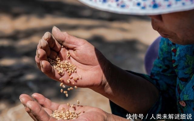 四合院|河套平原 麦香八百里！