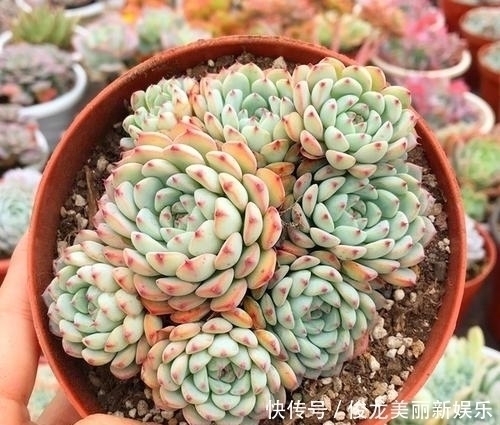 老桩|4种多肉,适合新手养,丢土里就能活,独苗一年长一群