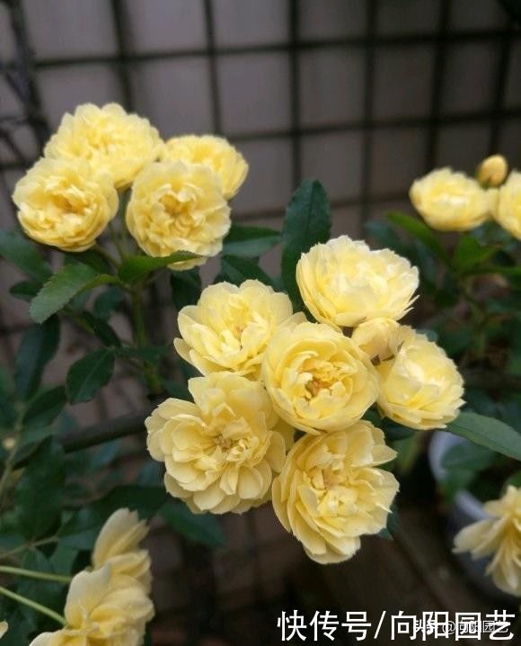 3种花，种到庭里，开花超多，比爬山虎都能长，夏天开成花墙