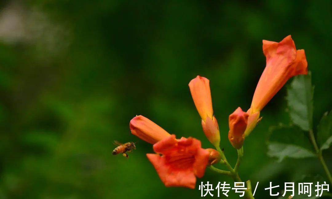 本草纲目|美得热烈的凌霄花也有妙用!除了凉血祛风,这4点很容易被忽视