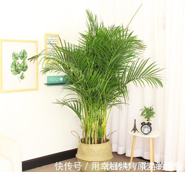 净化|此7种健康花,养家里空气清新病菌少,看看你家有吗