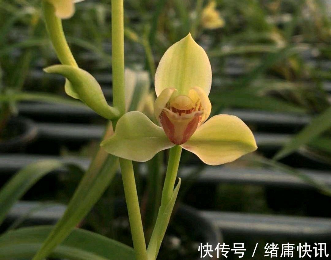 花300块买的建兰夏皇梅开花了,虽然只有一箭,不过好美好香哦