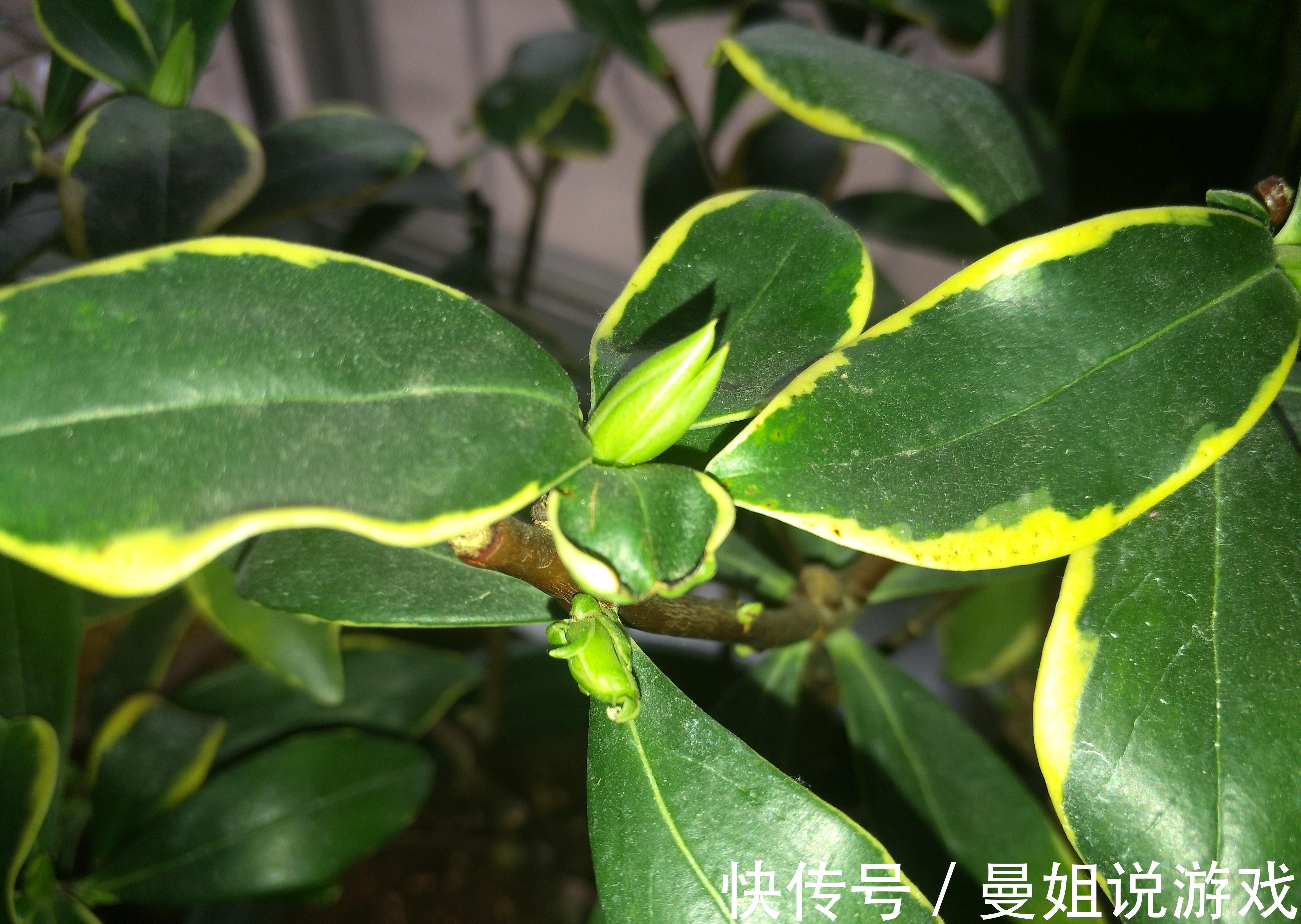 秋末给金边瑞香加点营养餐，新叶萌发快，养壮身体好开花