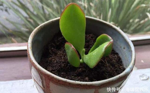 枝条|玉树想繁殖，2种“小方法”，7天就生根，一棵秒变“几十盆”