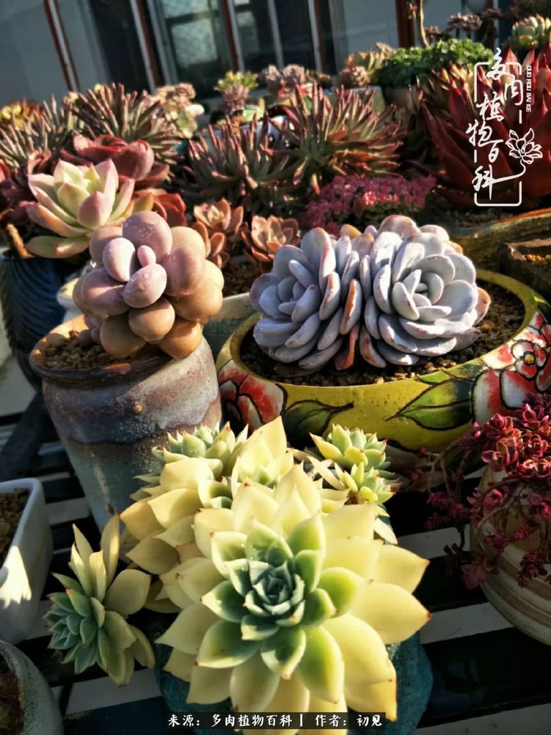 养多肉四周年，从初见到爱恋！幸福一直藏在浅薄的日子里！