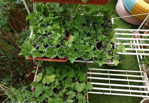 养花技巧:大冬天,她家的小院开满200盆花,全家人过年围着看!