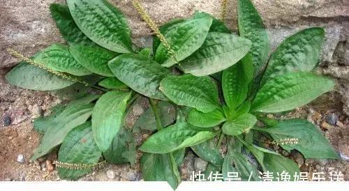 小时候常见却叫不出名字的植物,太全了