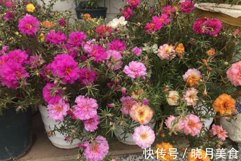 想要太阳花安全过冬,3个要点要谨记,做好了来年花量倍增