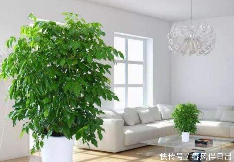 浇水|3种花很耐养,沾土就能活,浇水就疯长,满满的幸福感