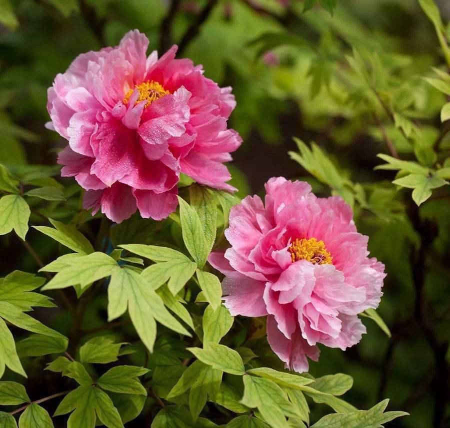 母株|分株繁殖是什么？这几种花卉适合分株繁殖，好生根开花多
