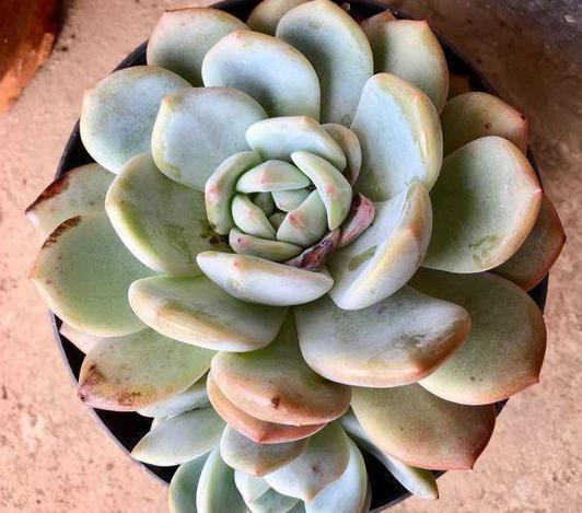 夏季养殖多肉,难逃黑腐化水按照4步换成水培,轻松解决