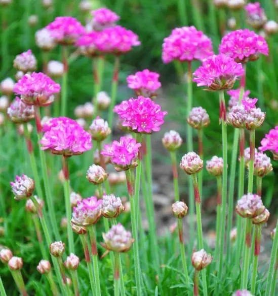 海 石 竹 花