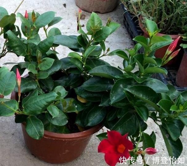 “3种花草”不仅好看,还特别耐热,夏天若不知道养啥,就养它们