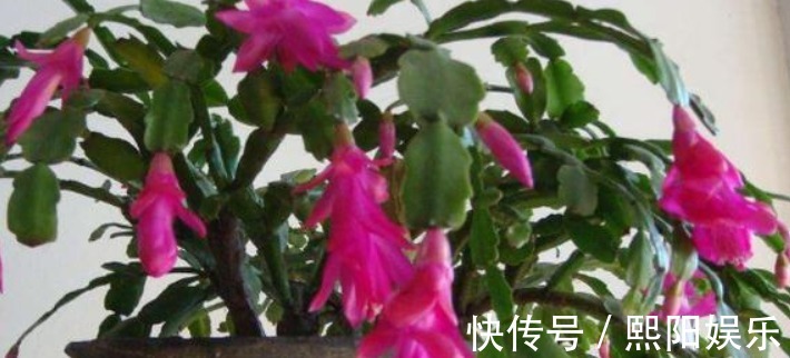 水蟹爪兰|蟹爪兰开花上百朵只因做对“4点”,学会7天喷1次“开花水”