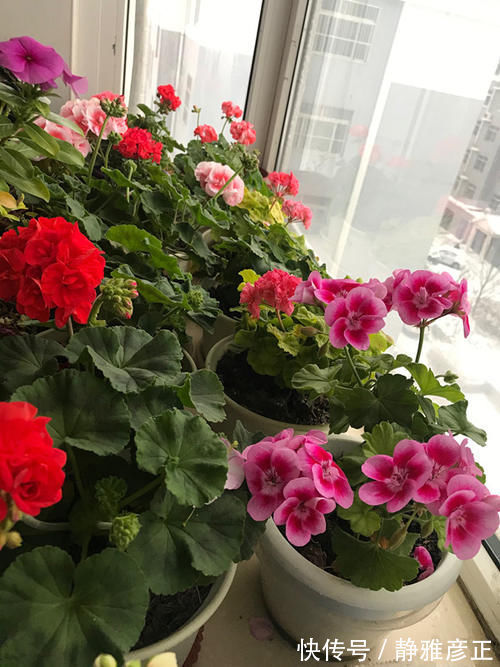 海豚花|封闭阳台能养哪些花？这几款很不错，好养易打理，冬春季也有花看