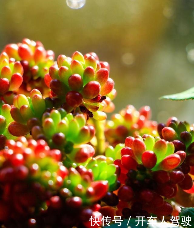 冬天的多肉有5怕，避开了，各个养成“彩虹糖”！