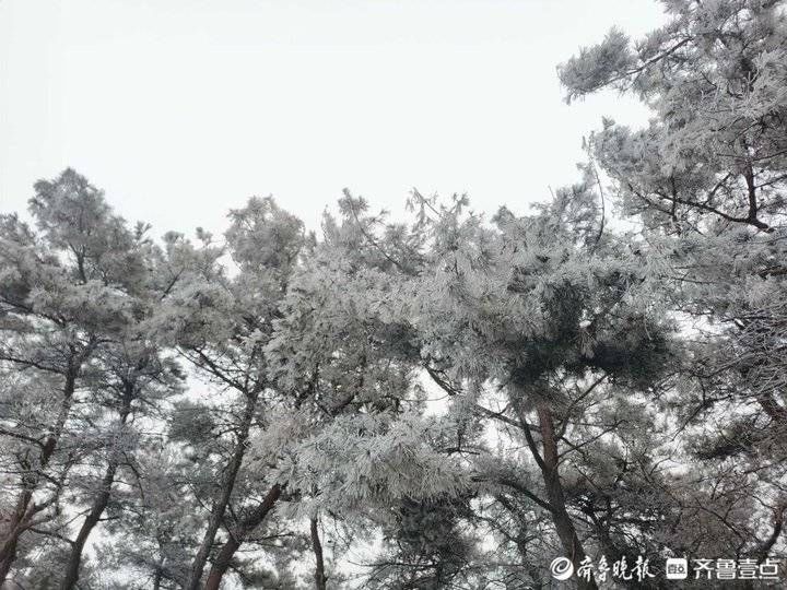 雪窝子|济南“雪窝子”迎来虎年第二场降雪，雾凇奇观再现