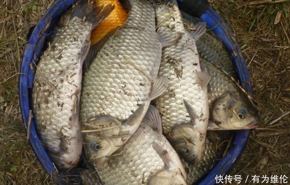 水面|秋钓草窝,搞清楚明和暗的区别,大板鲫排队入护