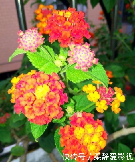 在阳台种上几种花,一年缤纷灿烂的花海,让邻居家羡慕极了
