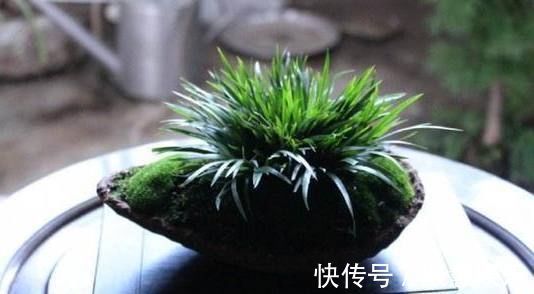 巧媳妇在家养了这种绿植盆栽,满屋子都是香味,出门连香水都不用喷