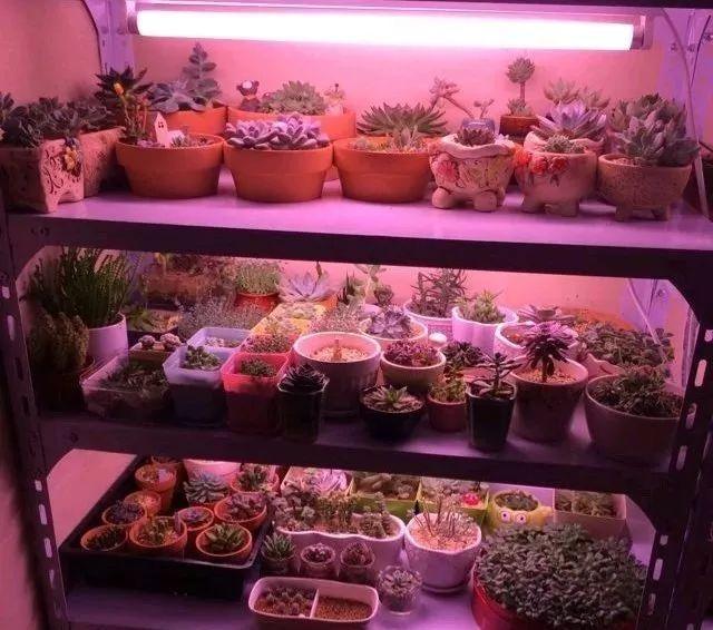 入冬后,这些花别折腾,越折腾越死