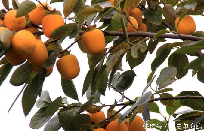 泡水|柿子叶泡水太厉害了,男女都离不开,现在知道还不晚