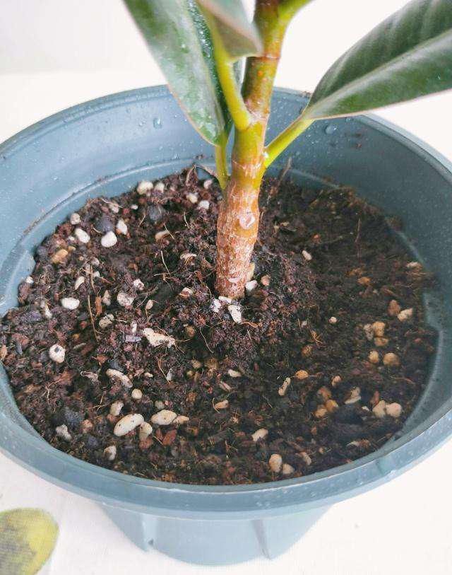  碱化|养花土“碱化”有什么危害？提前知道这几个表现，及时解决不烧根