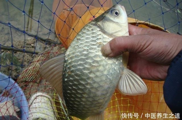 牛b鲫|这东西6块钱1斤,钓鲫鱼效果绝佳四季通用,爱钓鲫鱼的你别错过!