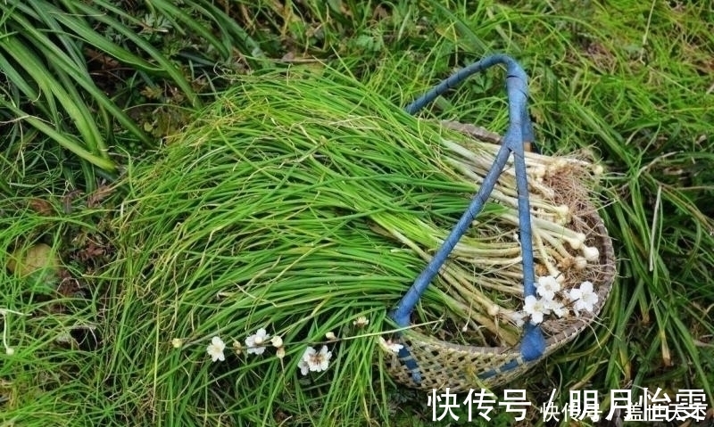 遇见|提个醒:农村荒地遇见此物,记得摘回家,好处十分的多,了解下