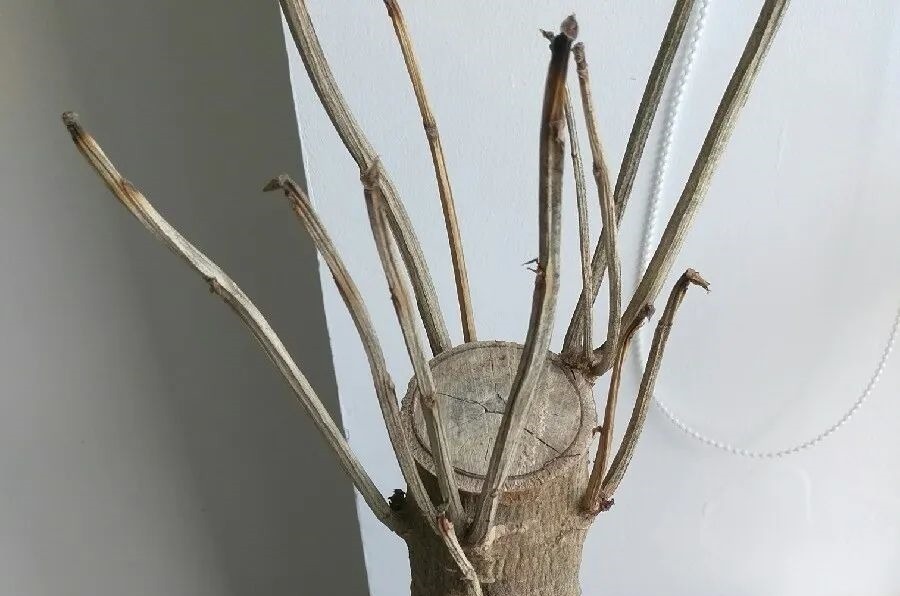 花养成光杆司令，别扔了、还有救，3天起死回生！