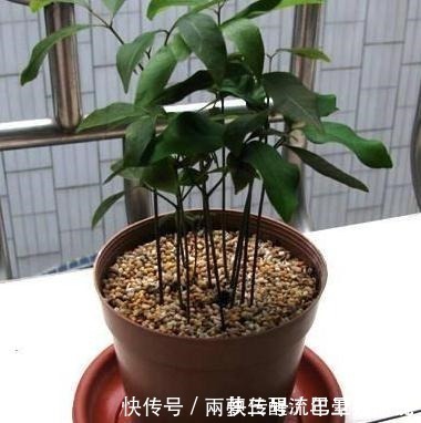 小森林|2种“贵”水果,果核别丢,扔在花盆里,变成小森林,果子随便摘