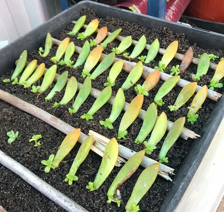 养8种花,别花“冤枉钱”,掐1片叶子“扔土里”,几天就生根