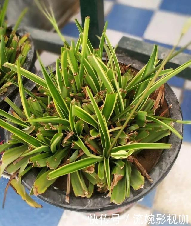 养花|吊兰黄叶“干尖”老花农说浇水少了1种“料”,连浇3次就变绿!