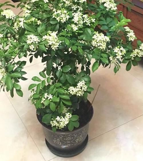  不烂|盆栽九里香，该怎么管理才能不烂根？早预防早治疗？