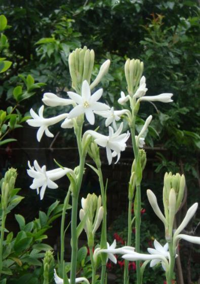 分享一款“香水花”,漂亮好养还值钱,是大牌香水提取原料