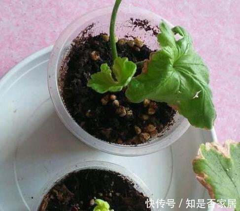 天竺葵|这花花期长又漂亮，一个扦插小窍门，十天生根，轻松爆盆开成花球