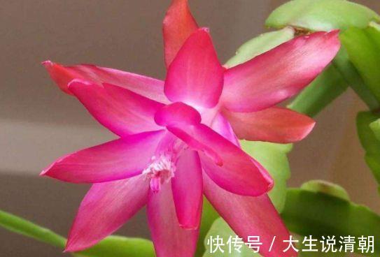 4种花是懒人的最爱，有阳光就爆盆，名字也是超好听的