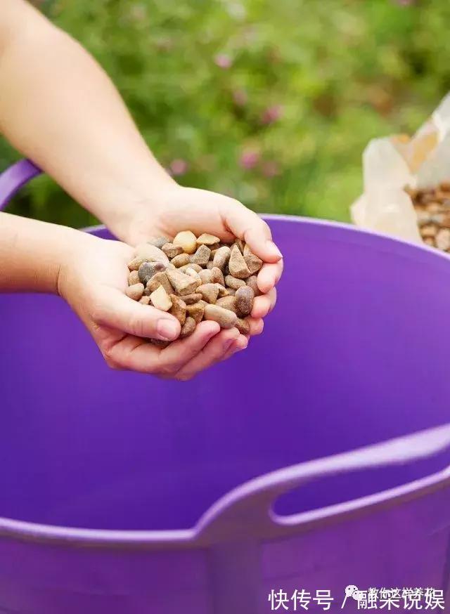 1把沙子撒盆里,土不板结根不烂,叶不黄小飞虫也没了!