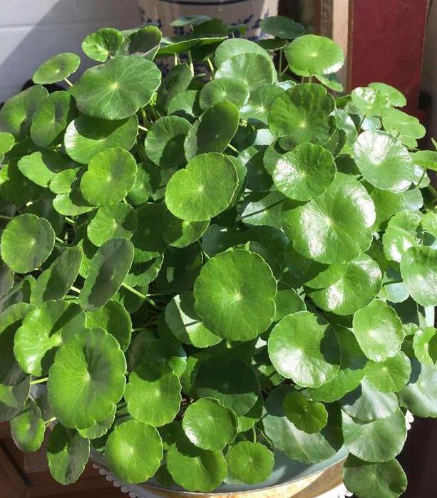 盆栽|花友自封手残党,感慨无法养好花盆栽这5款十天半个月不用管