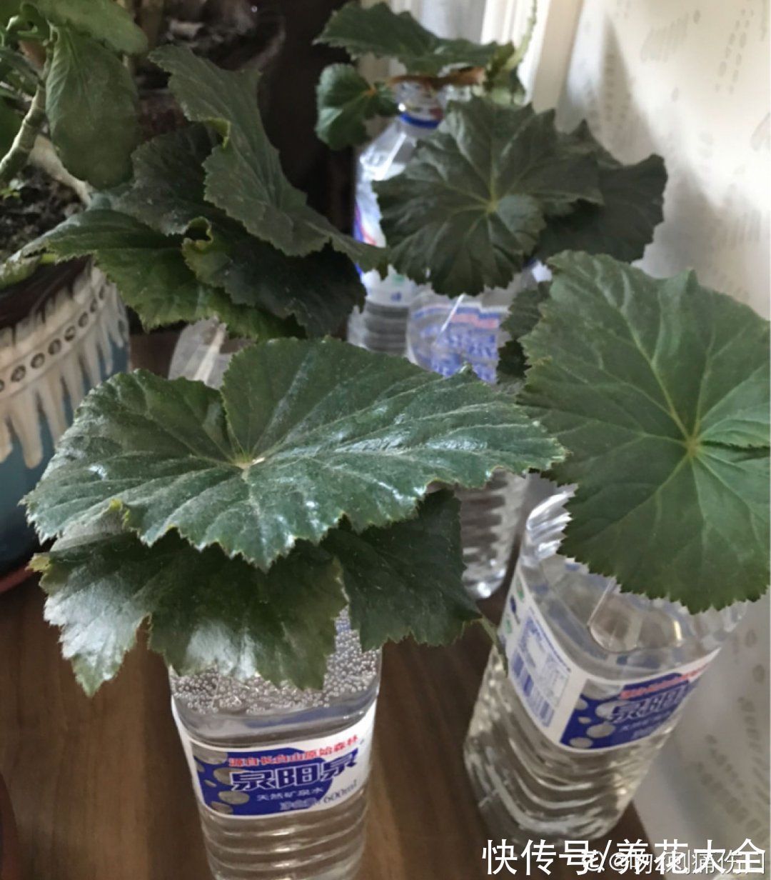 冬天扦插,最简单的方法学起来,这6种花都能生根