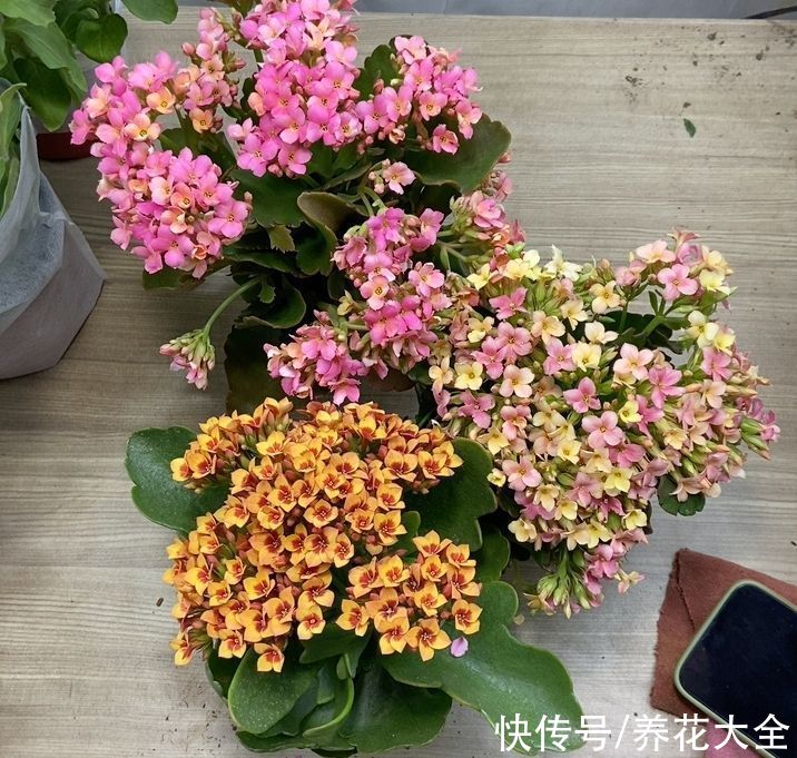 很难养死的5种花，想养死也不简单，你养死过几种？