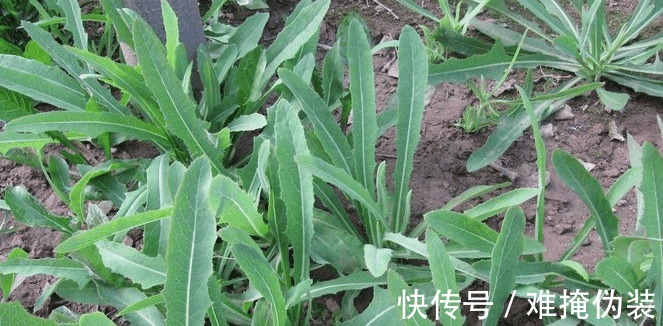 野菜|农村一野菜，味道虽苦但很多人喜欢吃，相传皇帝也称赞