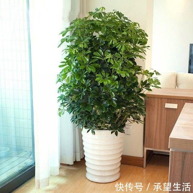 这几种花卉养家里吸毒气,轻松好心情,让你健康长寿