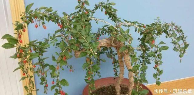 黄杨树|这“3种树”平凡不起眼，做成盆景贵气十足，养上3年，价格翻几倍