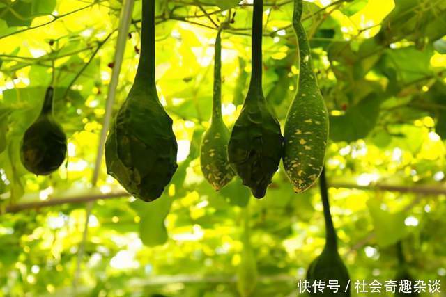 果实|形似“狼牙棒”,很少有人鲜食,晒干后成文玩却卖出千元一个