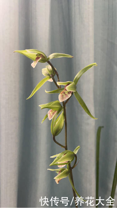 报岁兰|兰花品种多,中国兰花五大品种,你知道吗?