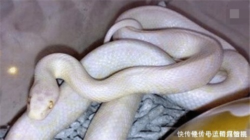 雷峰塔下真的有白蛇吗?为揭开谜团,考古队前往地宫后发现真相